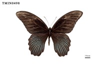 藏品(大鳳蝶)的圖片